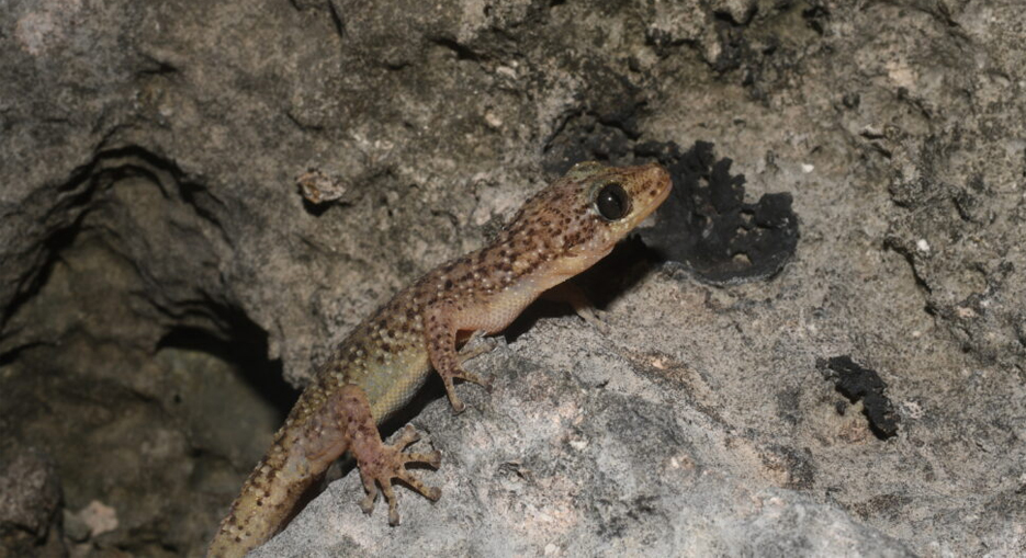 Following the effects of the La Soufriere Ashfall in 2021, the Biodiversity Conservation and Management Team have been monitoring the recovery of the gecko.  Here's an update on how it's been going.